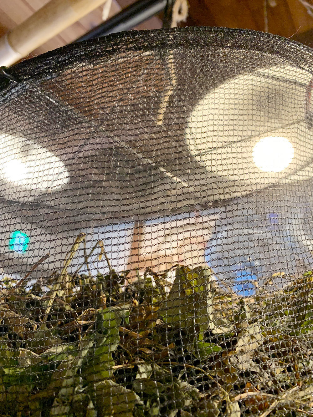 大阪チャチャチャ茶